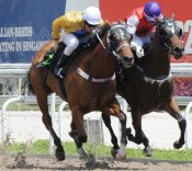 Chateauneaf Dupape on the rail<br>Photo by Singapore Turf Club